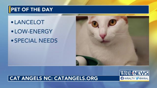 Pet of the Day: May 17