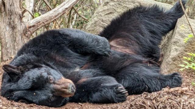 Museum of Life and Science decides to euthanize black bear Yona after 10 hours of surgery