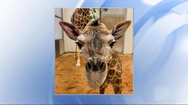 NC Zoo: Help name 6-foot-tall baby giraffe calf 