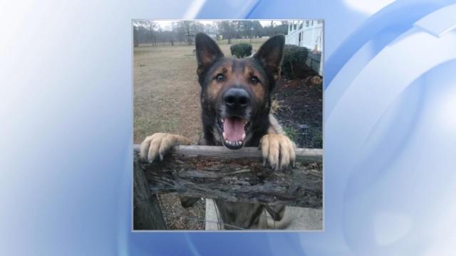 Wake County Sheriff's Office mourns death of K-9 accidentally shot by Knightdale officer