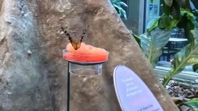 NC Museum of Natural Sciences reopens Butterfly Room 