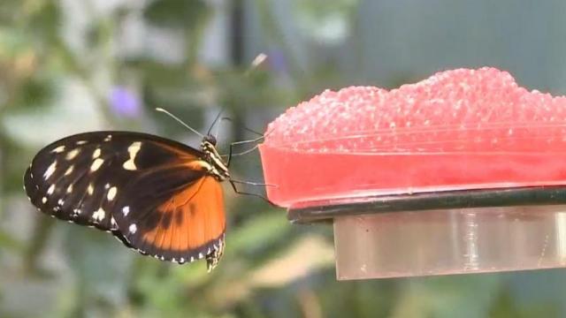 The popular Butterfly Exhibit at the North Carolina Museum of Natural Sciences is re-opening for Memorial Day weekend.   