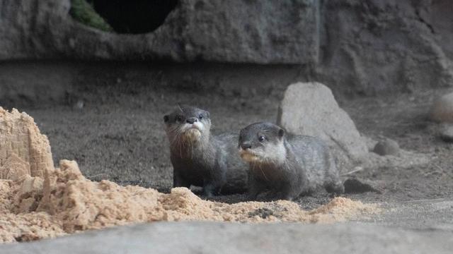 Two Asian small-clawed otter pups (North Carolina Aquarium at Fort Fisher)