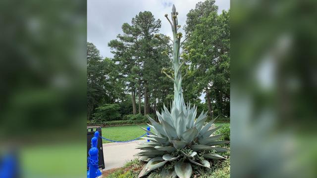 WRAL's century plant skyrockets to 14 feet after recent rain