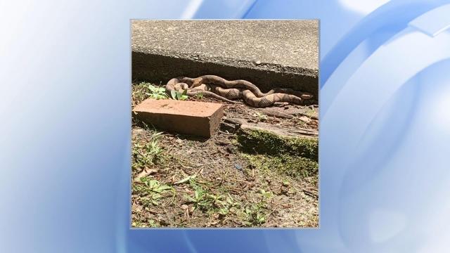 Slithering surprise: Woman discovers copperheads mating near dogs