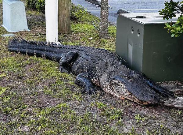 10-foot alligator spotted in Southport Tuesday