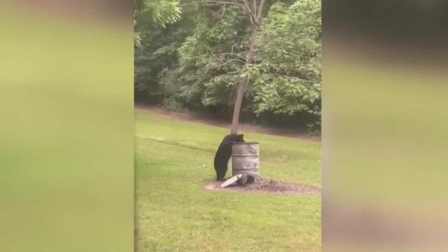 Two black bears sightings reported in the last two days in Chapel Hill