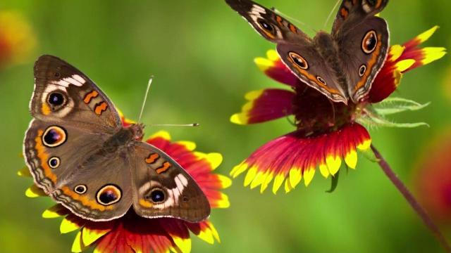 See butterflies at Greensboro Science Center