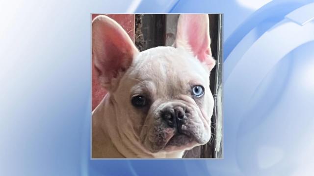 Wake County deputies working to find stolen French bulldog named Blue