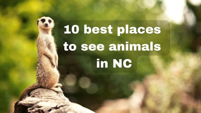 Llamas, tigers and lemurs: 10 places to see animals in NC