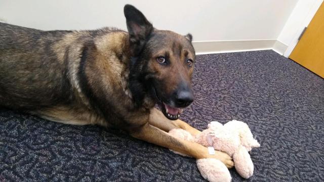 'A heartbreaking tragedy': Memorial service to be held for K9 Santos, killed in line of duty 