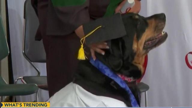 For comforting patients, they've earned a dog-torate degree