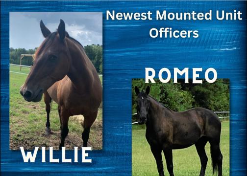 Wilmington Police Department mounted unit reveals names of new horses