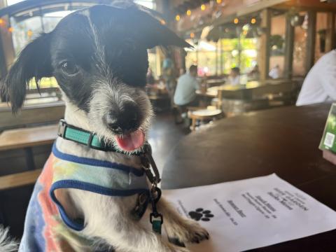 5 restaurants in the Triangle that have dog menus