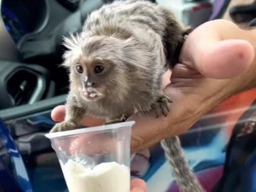 Magician's monkey stuns Starbucks employee in viral TikTok Video