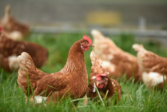 Man charged after stealing 41,000 lbs of chicken