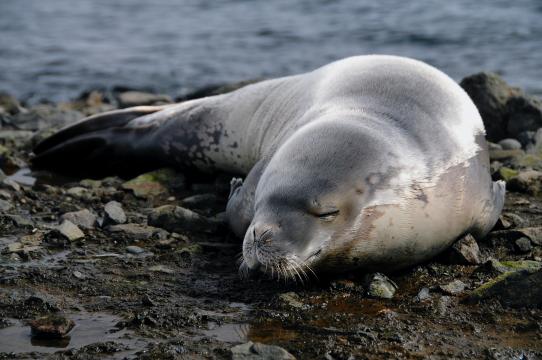Researchers at UNCW receive almost $60,000 grant to study Antarctic seals