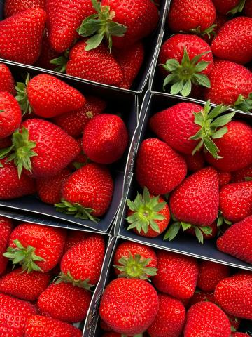 Find strawberry farms in your area