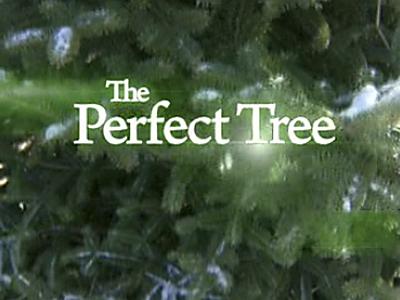 Focal Point: The Perfect Tree