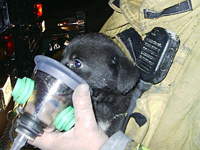 puppy rescue