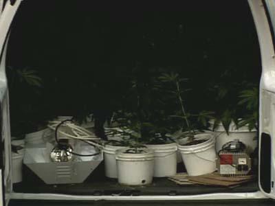 Pot Plants Confiscated at House Where Wanted Felon, Deputy Were Shot