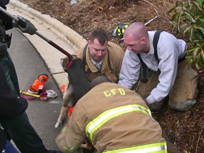 Carrboro dog rescue