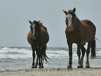 Nonprofit: OBX wild horses becoming endangered