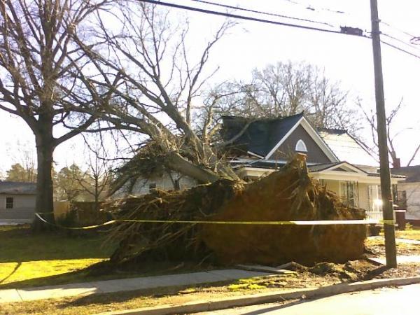Storm Leaves Downed Trees, Damage