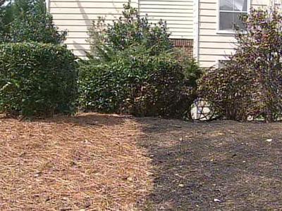Should Pine Straw Be Banned Around Homes in Raleigh?