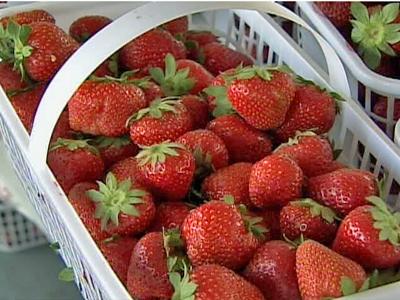 In season: Find Triangle strawberry farms