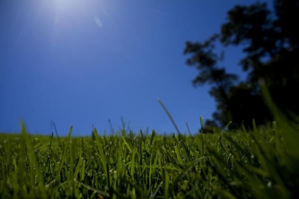 Blue Sky, Green Grass