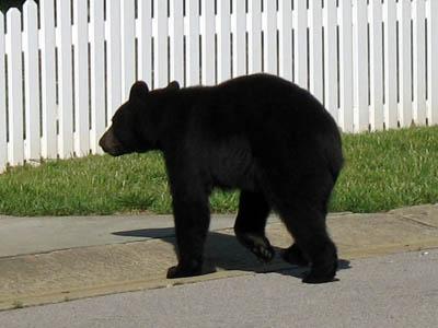 Bear spotted roaming Granville County subdivision