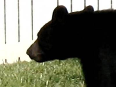 Durham residents report bear sightings