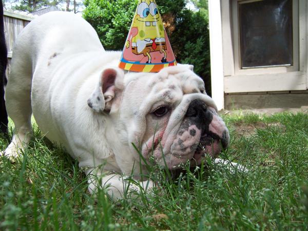 Diesel's Birthday Party