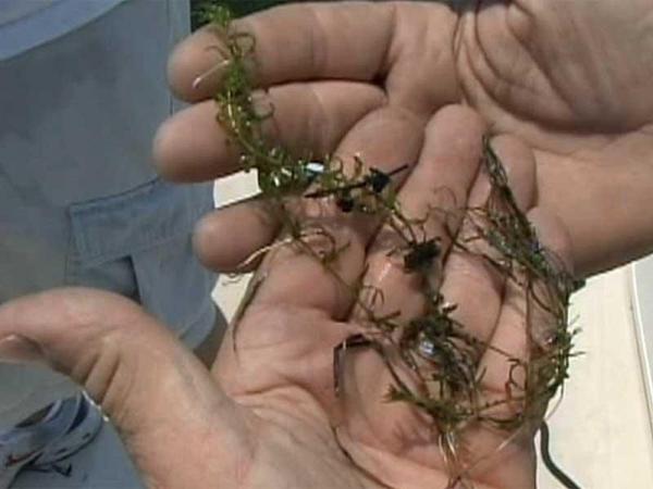 Residents could pay more to fight weeds on Lake Gaston