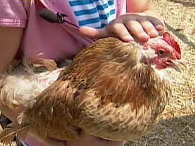 Sanford family fights to keep chickens
