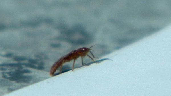 Bed bugs aren't giving sleepers' good nights