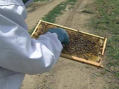 Rented bees are all the buzz on produce farms