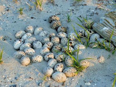 Waterbird nests destroyed on Shark Tooth Island
