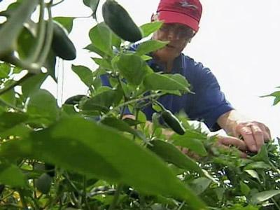 Ag commissioner: N.C. peppers are safe