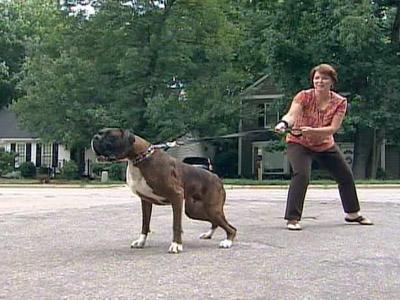 'Bad Dog Challenge' takes on leash puller
