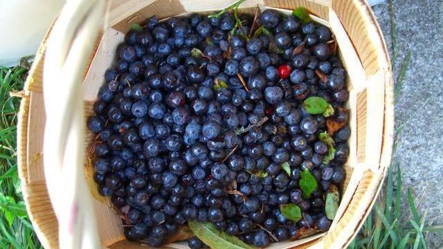 Help a Mom: Favorite blueberry farms