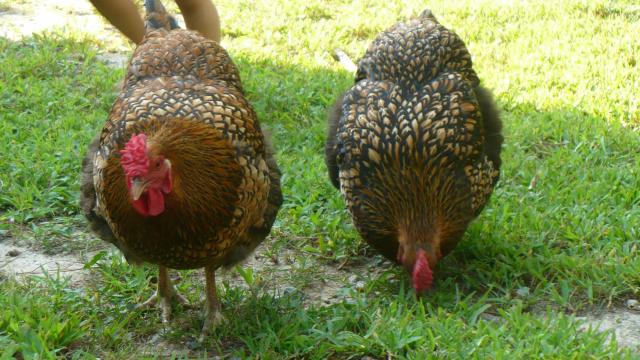 NC husband and wife fight to keep their backyard chicken coop, claiming hens as pets