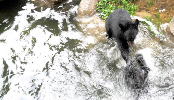 Black bear cubs make N.C. Zoo debut