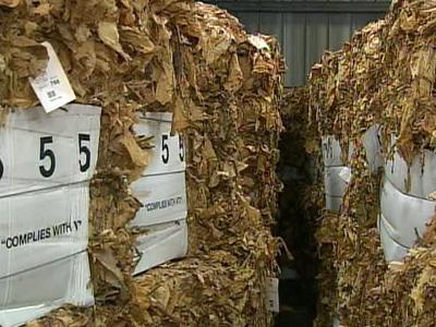 Wilson tobacco market opens