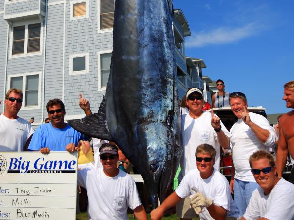 1,200-pound blue marlin caught