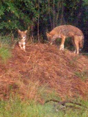 Orange Co. addresses coyote problems with public info meeting