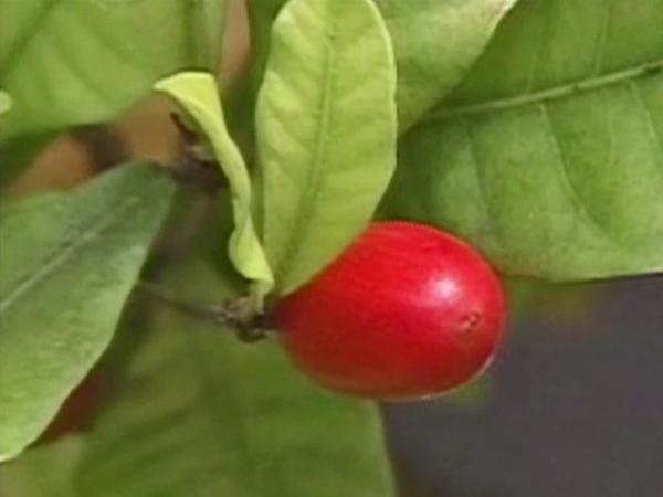 Sweet 'Miracle Berry' makes healthy food tasty