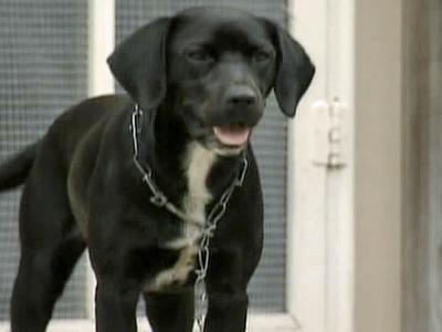 9/8/08: Durham County approves pet-tethering ban
