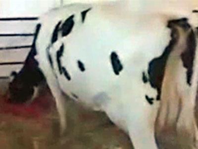 State Fair Video: Milking a cow at the State Fair 